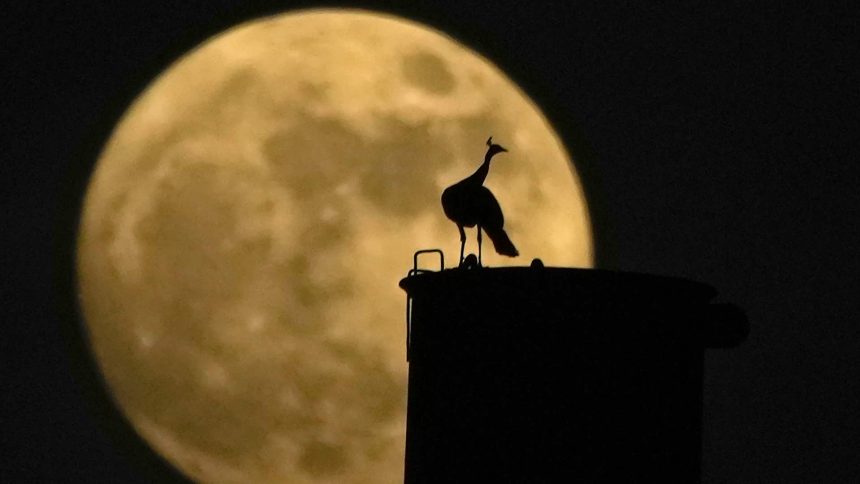 Co vsetko sposobuje obeh Zeme Sila Mesiaca prekvapuje odbornikov