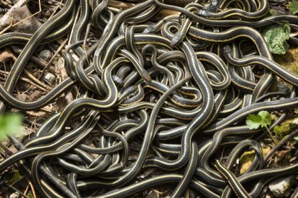 Na Malorke sa premnozili invazne hady