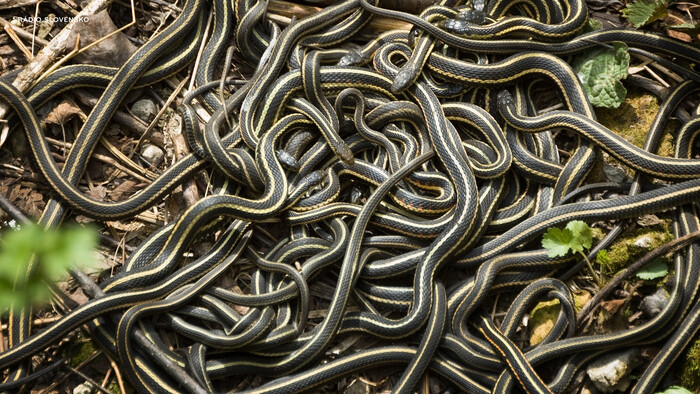 Na Malorke sa premnozili invazne hady