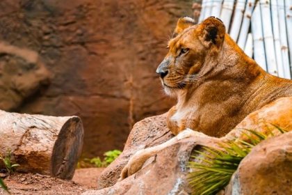 Nechceni domaci milacikovia skoncia v ZOO