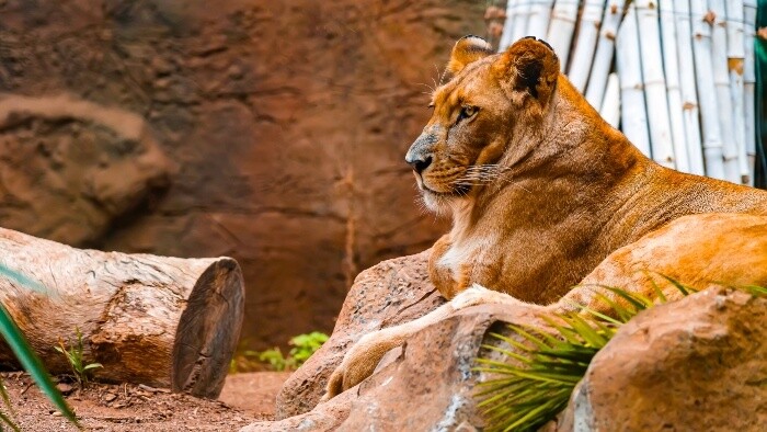 Nechceni domaci milacikovia skoncia v ZOO