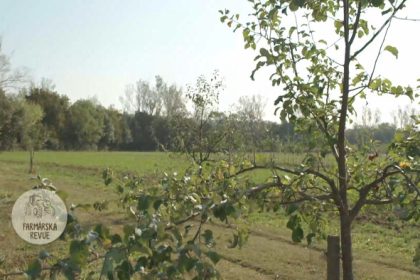 Ako predchadzat rozlomeniu ovocnych stromov