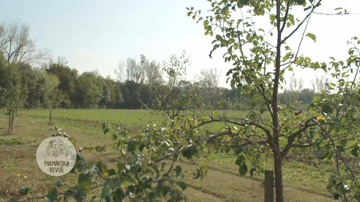 Ako predchadzat rozlomeniu ovocnych stromov