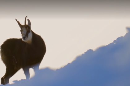 Krasny uspech nasho dokumentu ziskal cenu Grand Prix