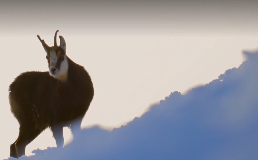 Krasny uspech nasho dokumentu ziskal cenu Grand Prix