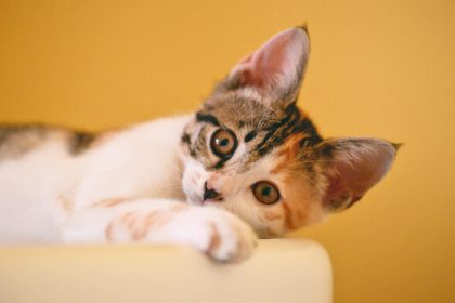 Sud vo Francuzsku ulozil domace vezenie kocurovi