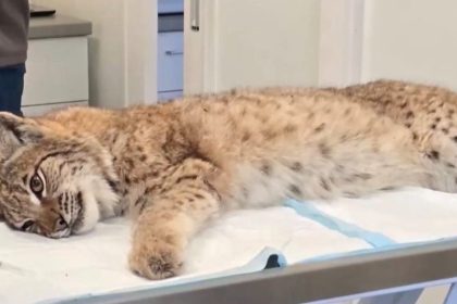 Ich spravanie prekvapilo osetrovatelov Rysie siroty z bojnickej ZOO stratili plachost navrat do prirody je otazny