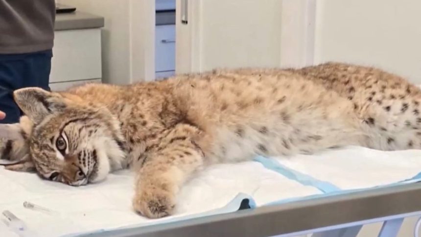 Ich spravanie prekvapilo osetrovatelov Rysie siroty z bojnickej ZOO stratili plachost navrat do prirody je otazny