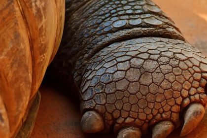 Margot Robbie burlivo a Idris Elba zmierlivo Krotitelia filmov Radio Slovensko