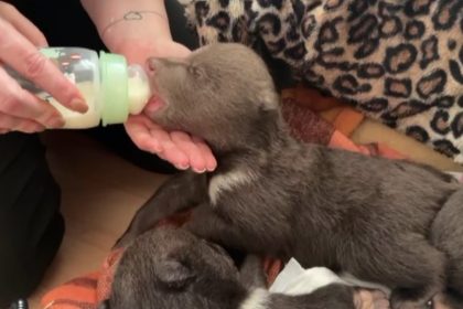 Tri mesacne medvidiata stravili prvu noc bez matky kvotru zastrelili O ich osude rozhodnu najblizsie hodiny