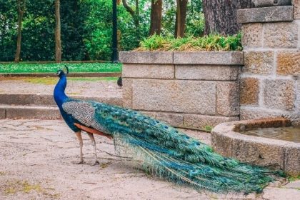 V talianskej Ravene sa rozmnozili volne zijuce pavy Euroskop Radio Slovensko