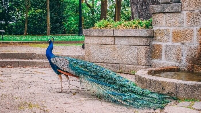 V talianskej Ravene sa rozmnozili volne zijuce pavy Euroskop Radio Slovensko