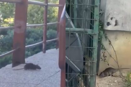 potkany sa objavuju aj pocas dna kosicke sidlisko bojuje s premnozenymi hlodavcami a betonom