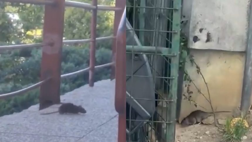 potkany sa objavuju aj pocas dna kosicke sidlisko bojuje s premnozenymi hlodavcami a betonom