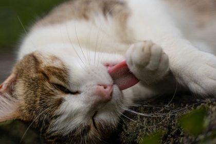 Tisice maciat rocne koncia na ulici Veterinari upozornuju co moze zlepsit situaciu a zabranit trapeniu zvierat