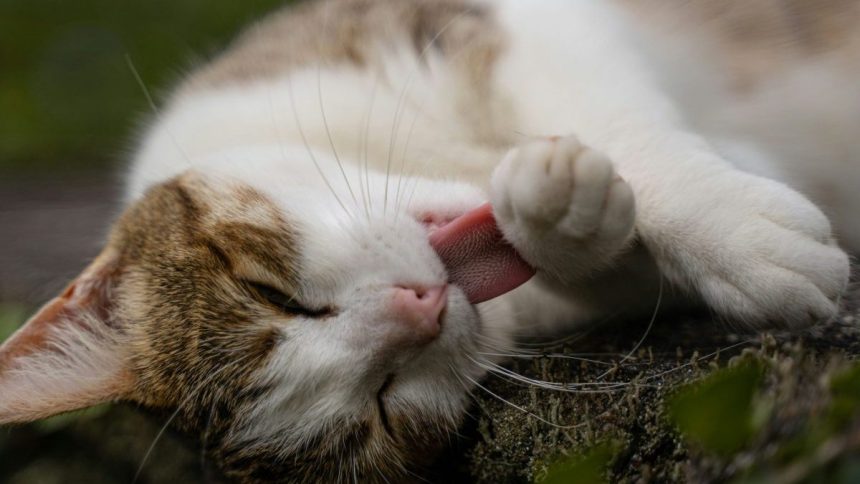 Tisice maciat rocne koncia na ulici Veterinari upozornuju co moze zlepsit situaciu a zabranit trapeniu zvierat