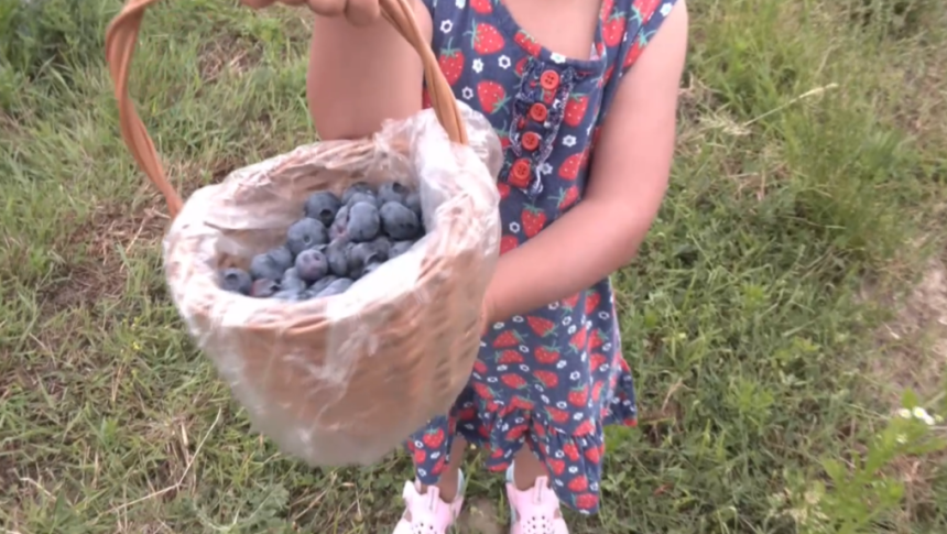 Zacina sa samoobsluha cucoriedok sady kvoli horucavam a suchu otvorili skor