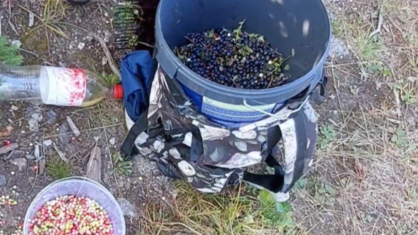 Z narodnych parkov odnasaju plne vedra nelegalny zber lesnych plodov podporuju aj ti ktori ich kupuju