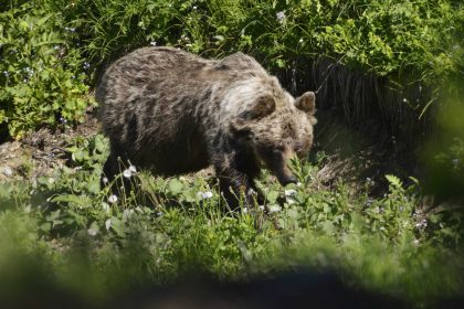 medvedica ktora zautocila na muza pri turanoch bola zastrelena eliminovali aj jej dve mladatata