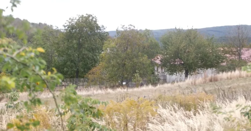 Na východe Slovenska spozorovali ďalšieho medveďa