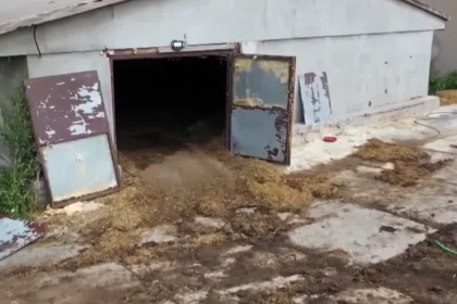 Uhynuté kurčatá a zápach na farme so štátnymi dotáciami