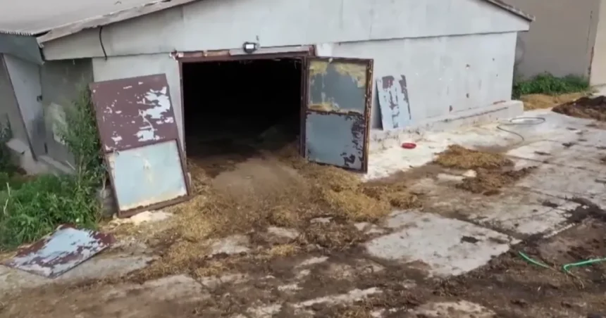 Uhynuté kurčatá a zápach na farme so štátnymi dotáciami