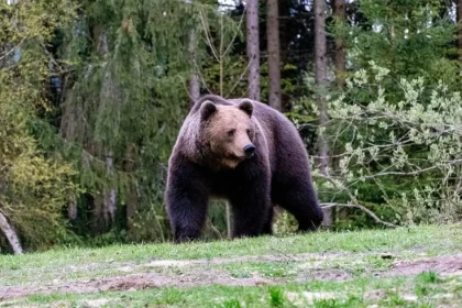 V okolí liptovskej obce spozorovali dva medvede, ochranári varujú