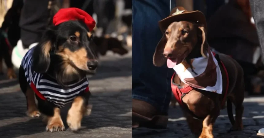Jazvečíky v kostýmoch kovbojov zaplnili Paríž na Sausage Walk