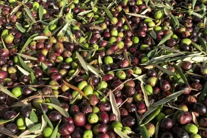 Talianski pestovatelia olív čelia kríze, olej zlacnel a farmári žiadajú pomoc štátu