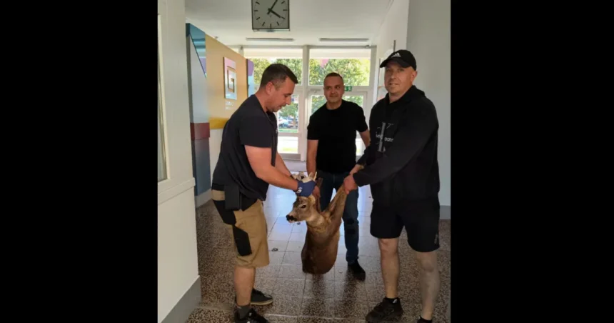 VIDEO: Do budovy gymnázia v Uherskom Hradišti vbehol srnec, nečakaný návštevník
